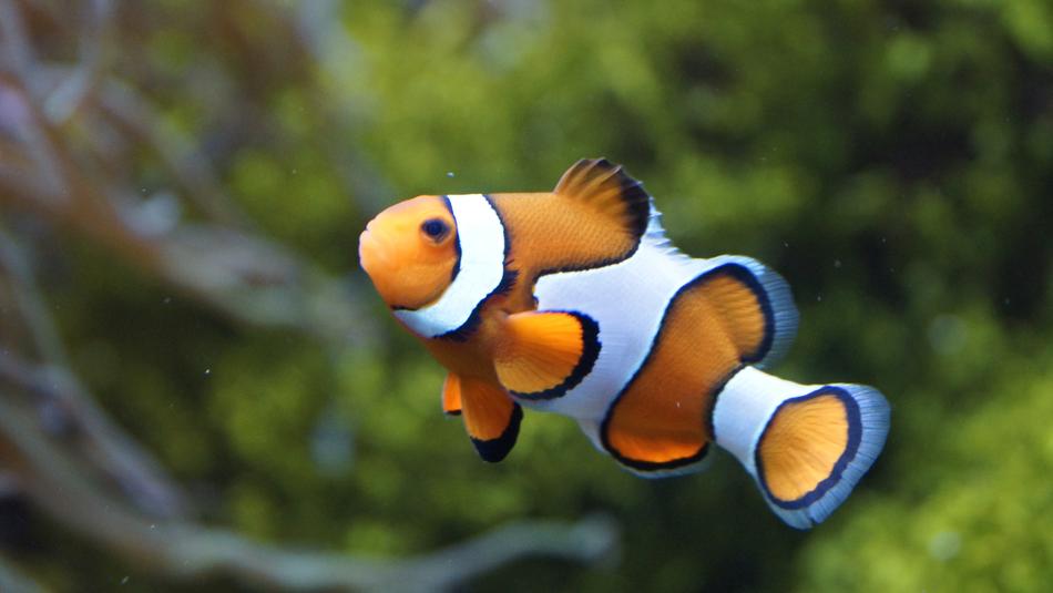 Beautiful, colorful and cute clownfish among the plants underwater, in light