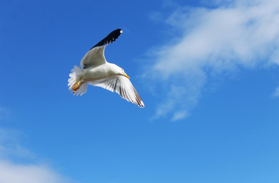 Bird Seagull Gull at flight