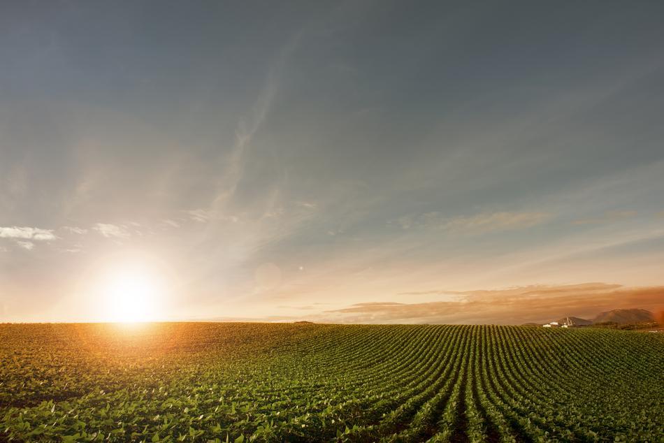 Beautiful landscape of the green field at colorful and beautiful sunset on horizon