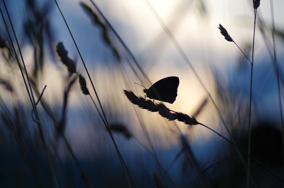 Sunset Butterfly Against The Light