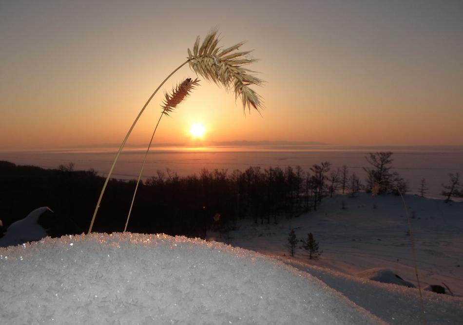 kolosok in a snowdrift on the background of dawn