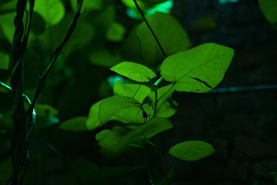 Nature Green Forest