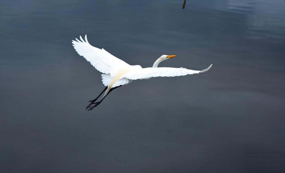 Birds Nature Wildlife