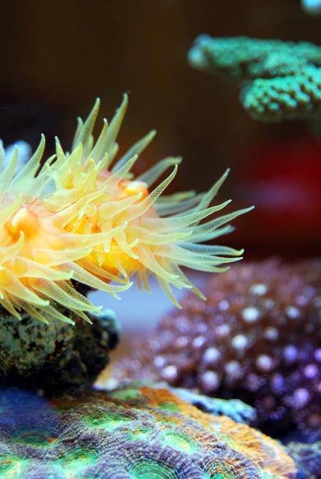 bright Coral Reef in Sea