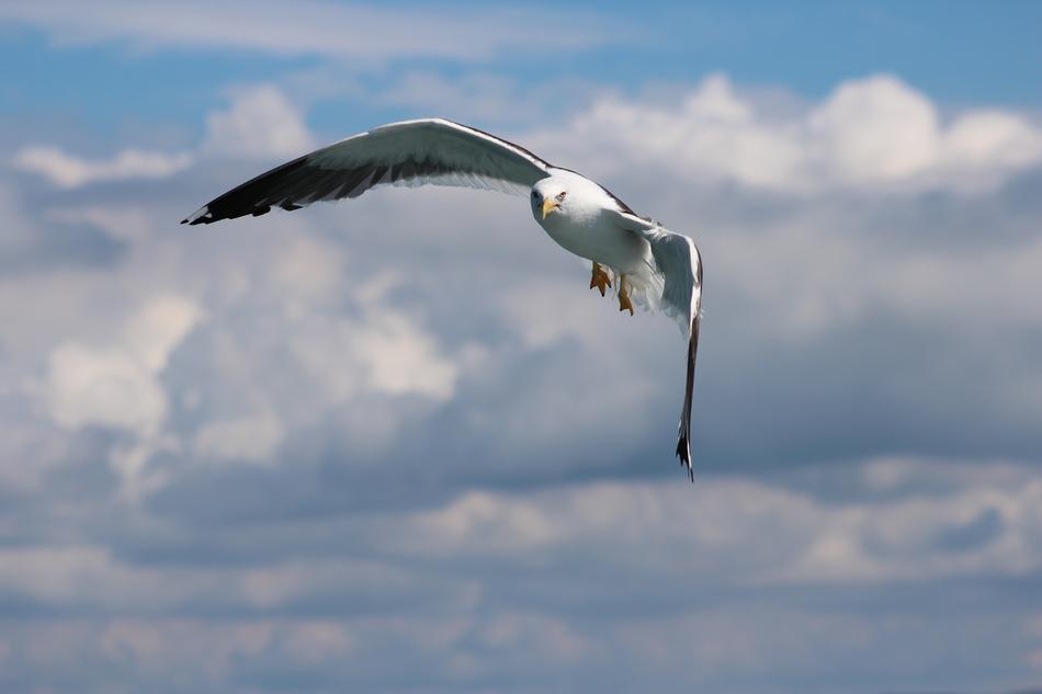 flying seagull in the sky against the background of clouds