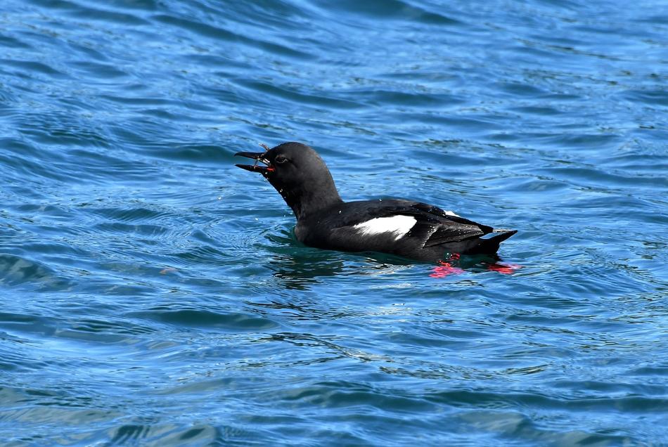 alkenvogel Animal in sea