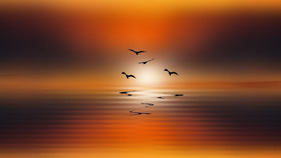 silhouette of a flock of birds on a dramatic background
