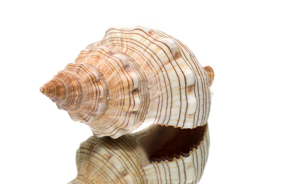 beige seashell with reflection at white background