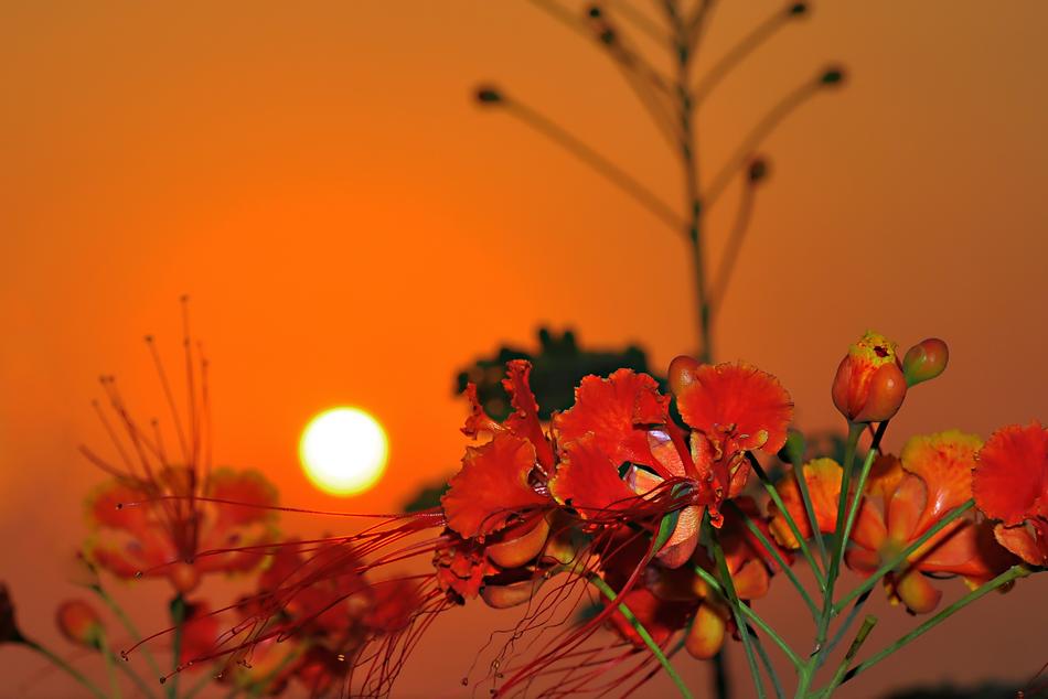 Beautiful and colorful plants with flowers, at colorful and beautiful sunset