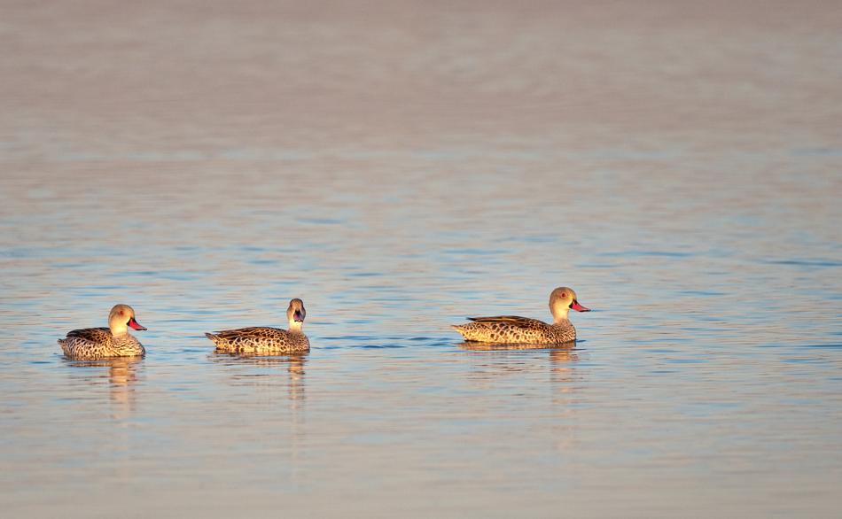 Cape Teal Ducks Birds swimming