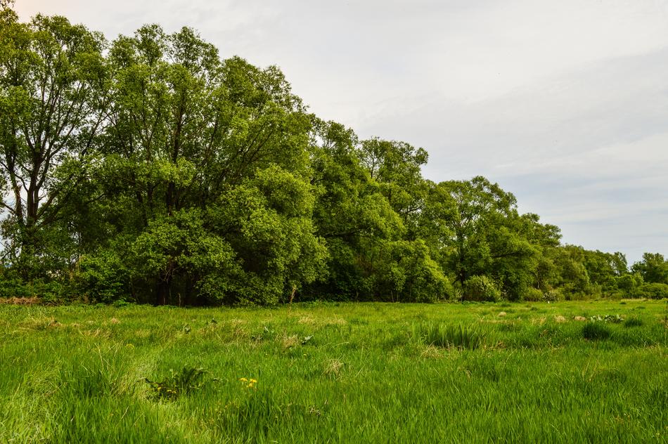 Field Meadow Grass