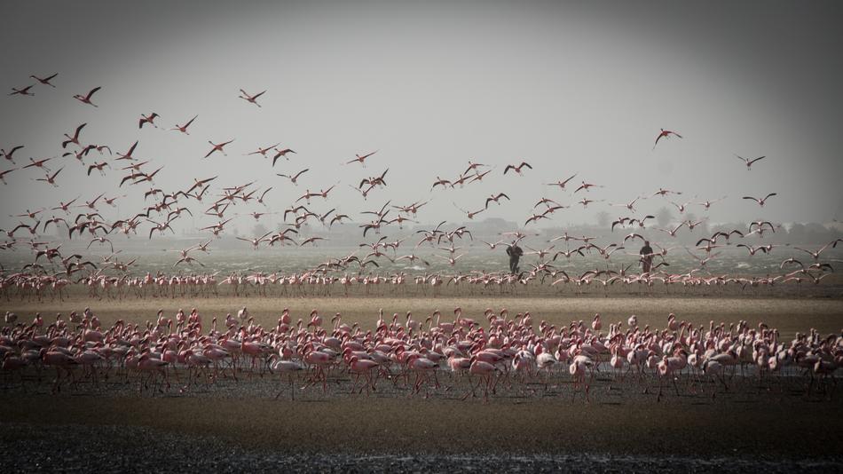 Beautiful and colorful flamingos on the field in Namibia, Africa