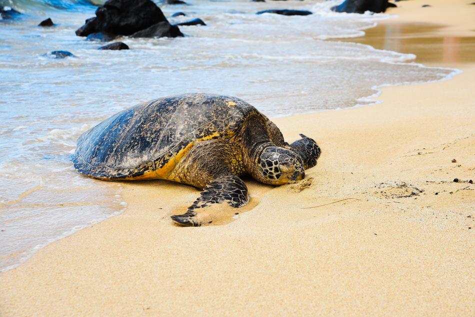 huge turtle on the wet sand on the coast
