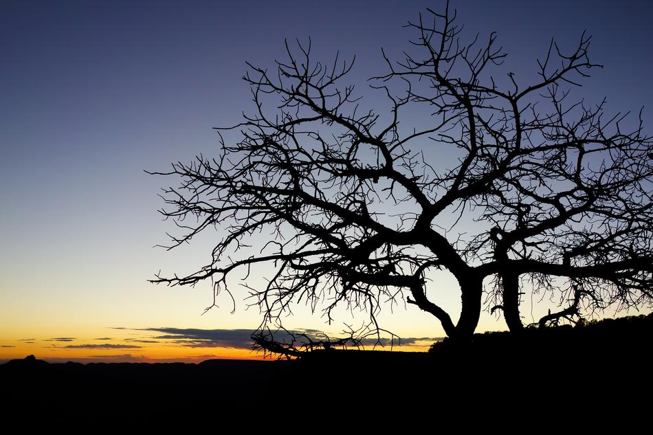 Leafless Tree in the dark twilight