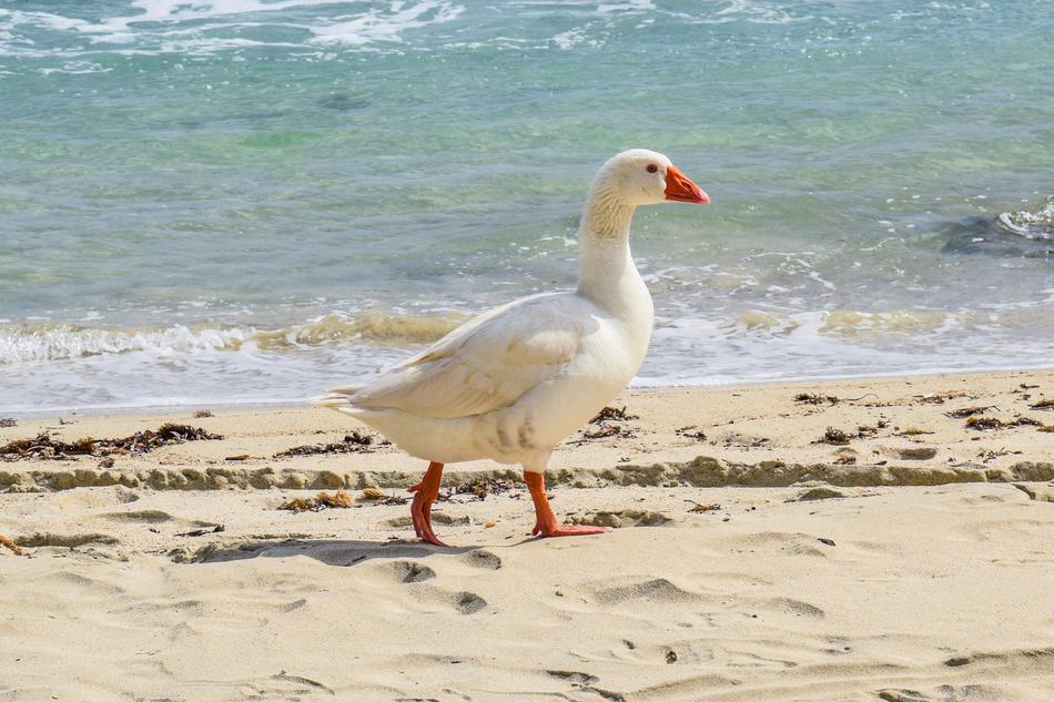 white goose on the beach