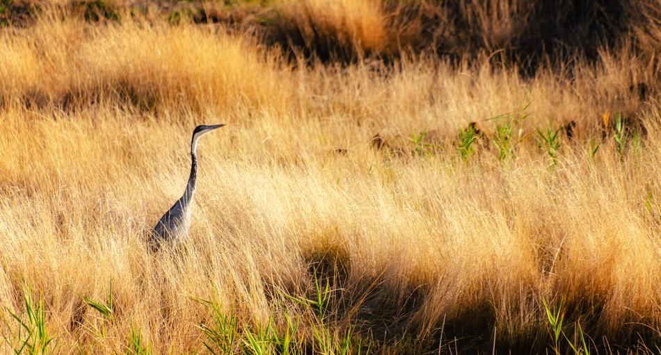 Heron Field Yellow