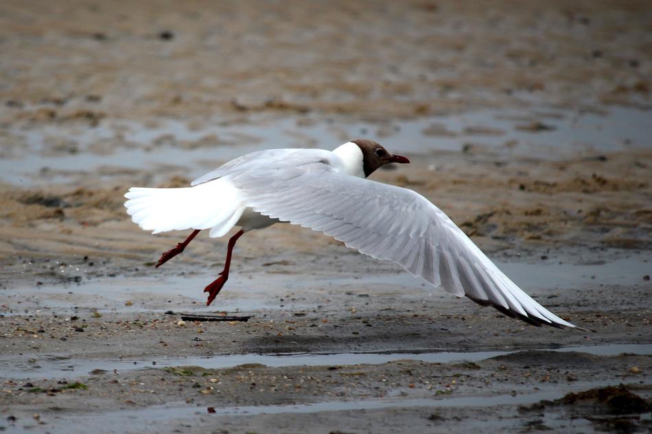 Seagull takes off wet beach