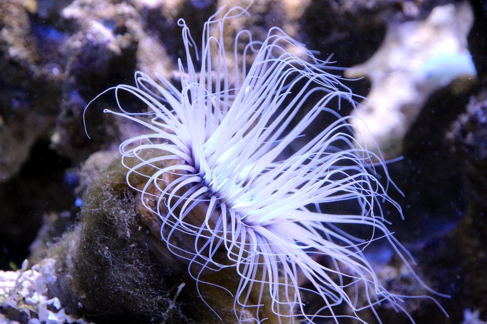 tentacled sea anemone near the reef