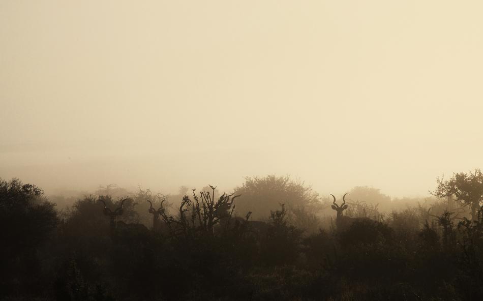 Morning Mist in Wildlife