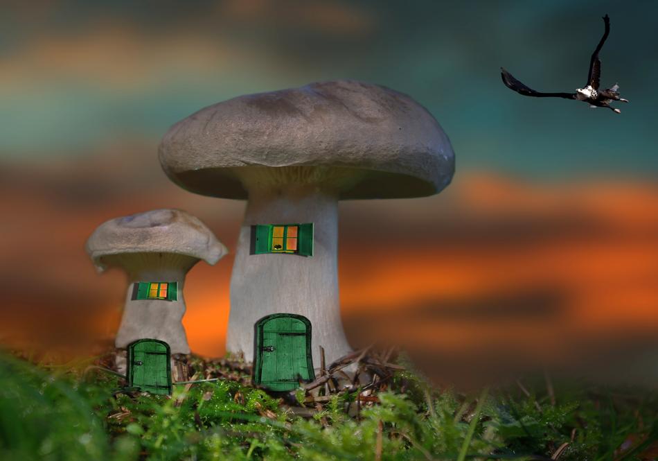 bird and fabulous mushroom houses