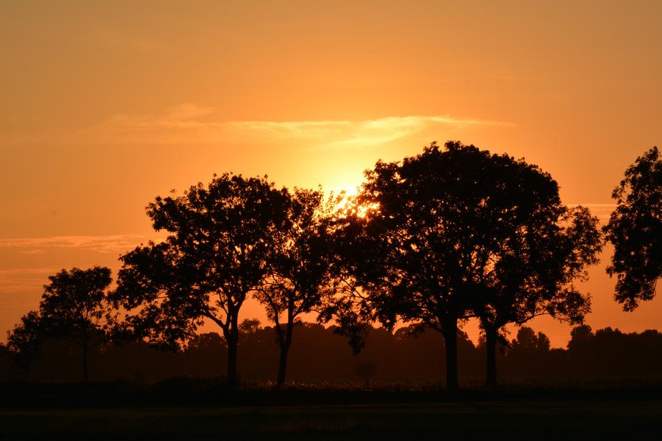 trees against orange sky in rheiderland, Germany