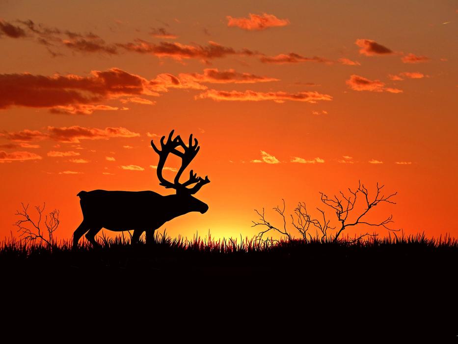 silhouette of a moose in the meadow against the orange sky