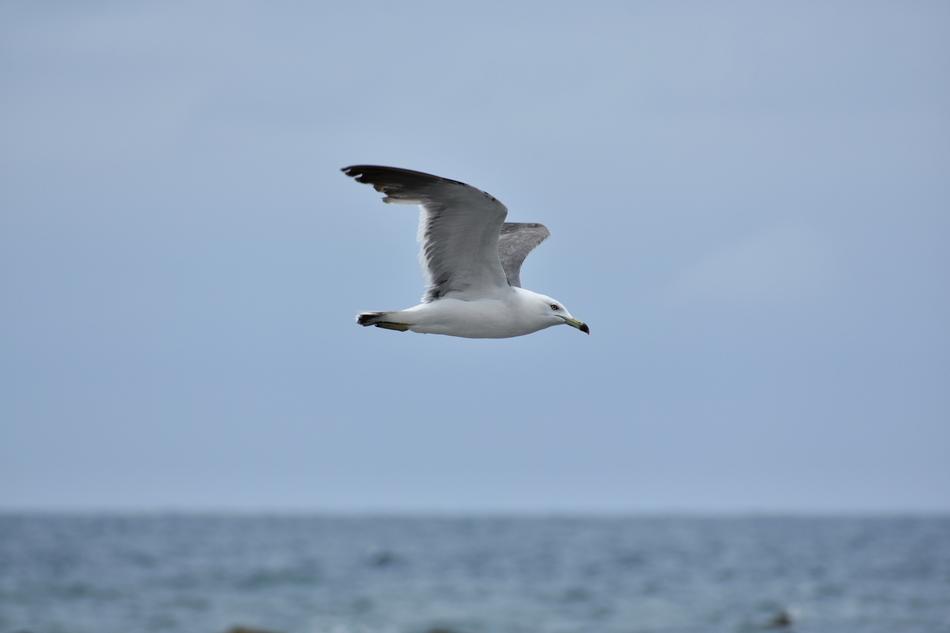 Animal Sky Sea