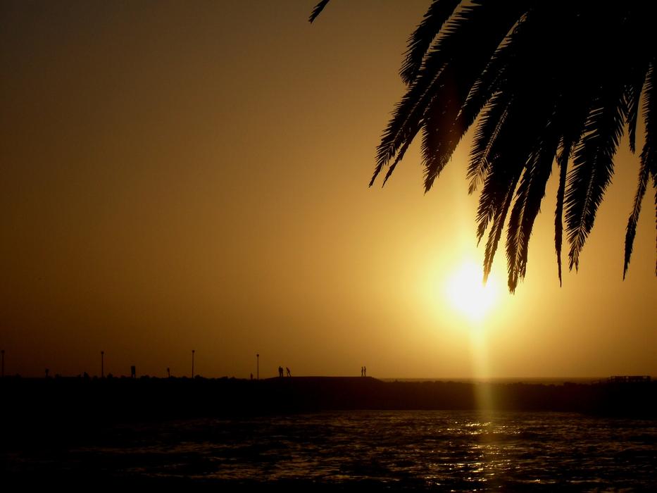 palm leaf and golden glow