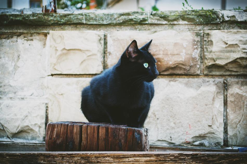 black cat near the wall in bulgaria