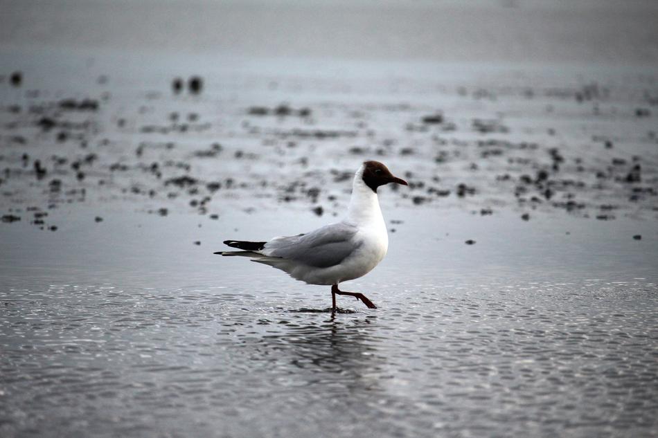 Seagull Watts North Sea Wadden