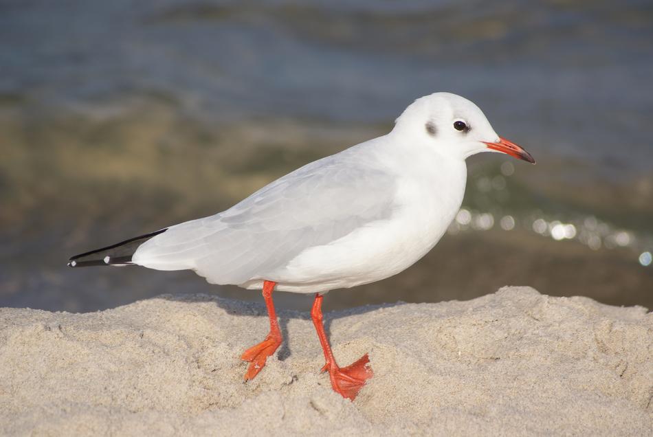Bird Seagull Śmieszka