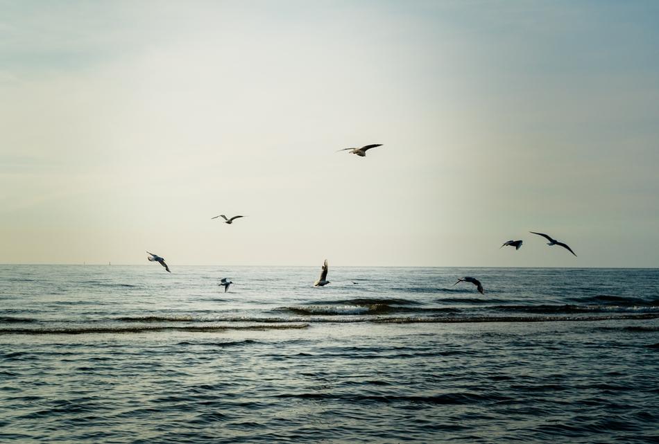 birds fly over the sea against the background of the sun