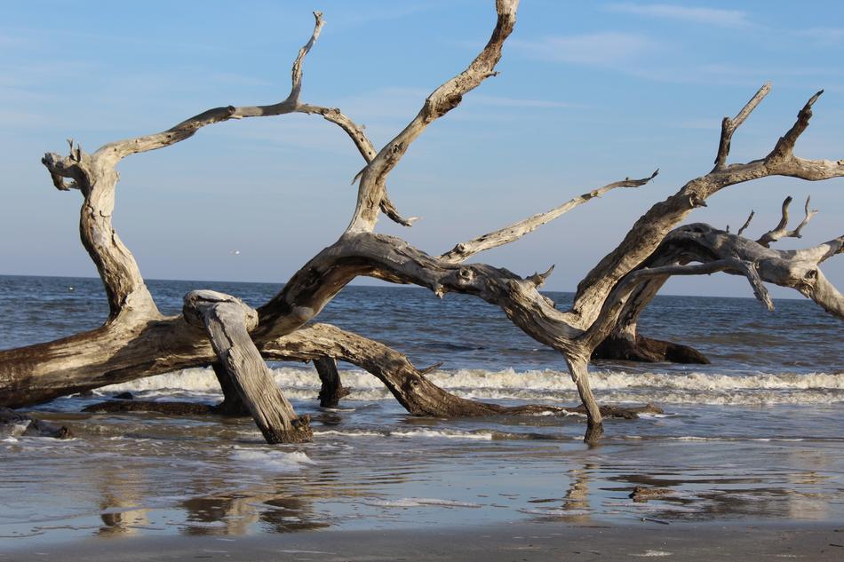 driftwood in the water near the beach