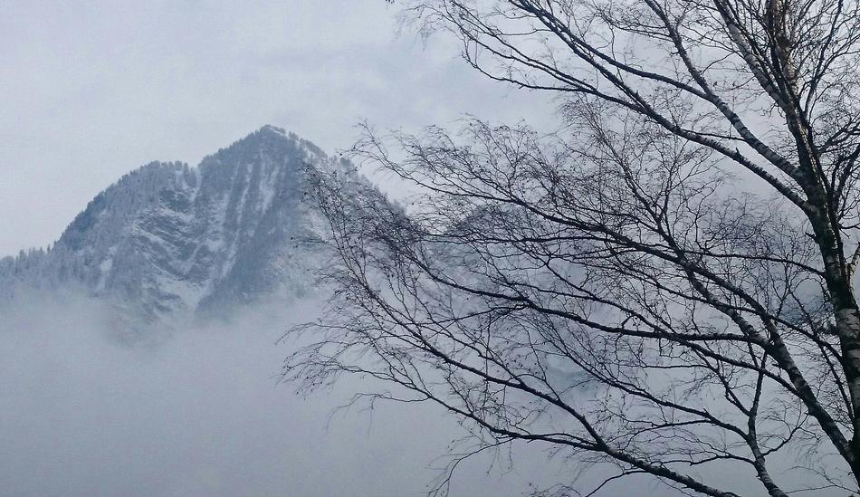 tree on the background of the mountains in the snow in winter