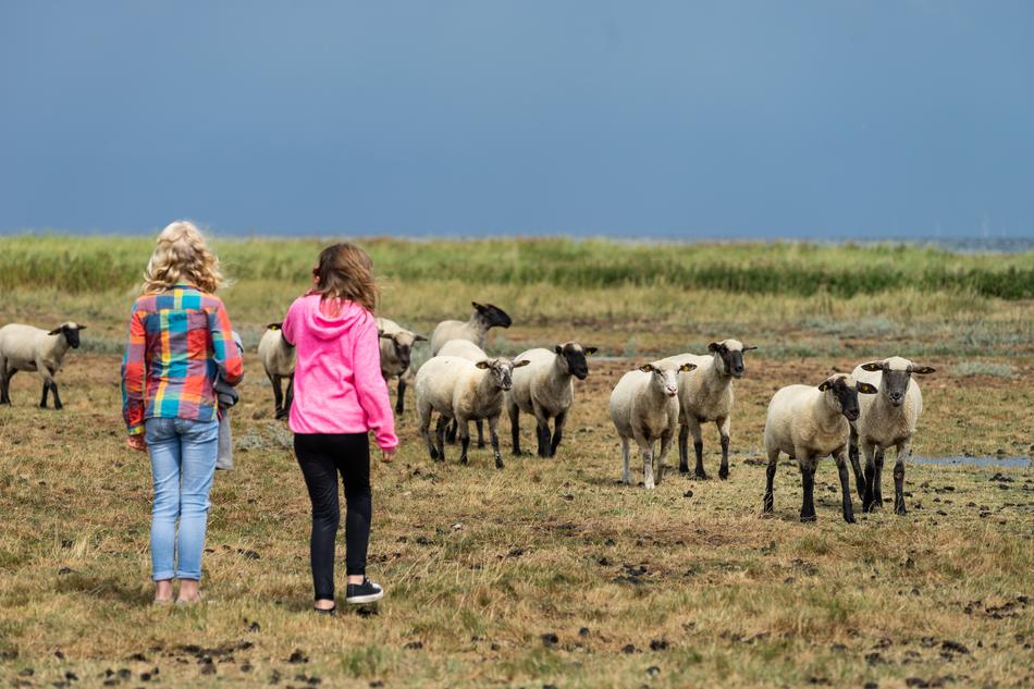Children and Sheep