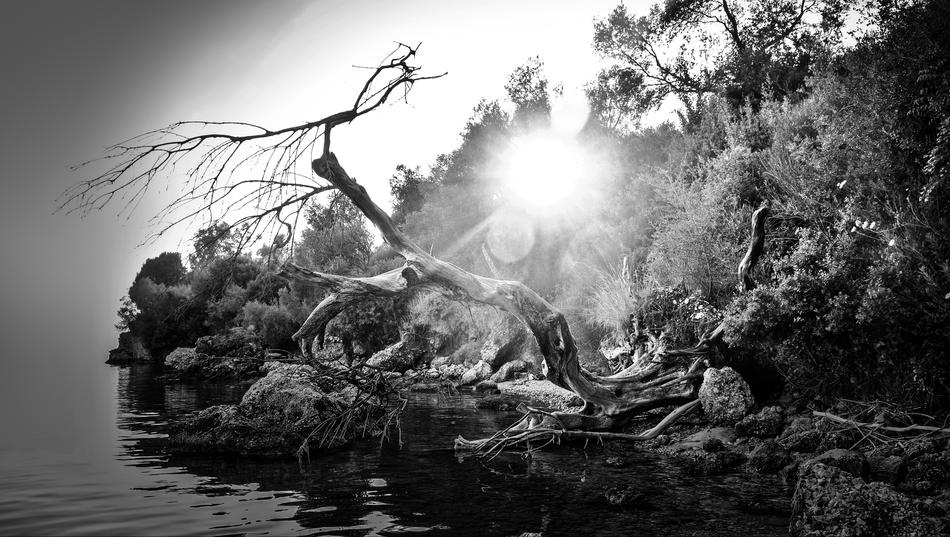 black and white, dry curved tree on the seashore