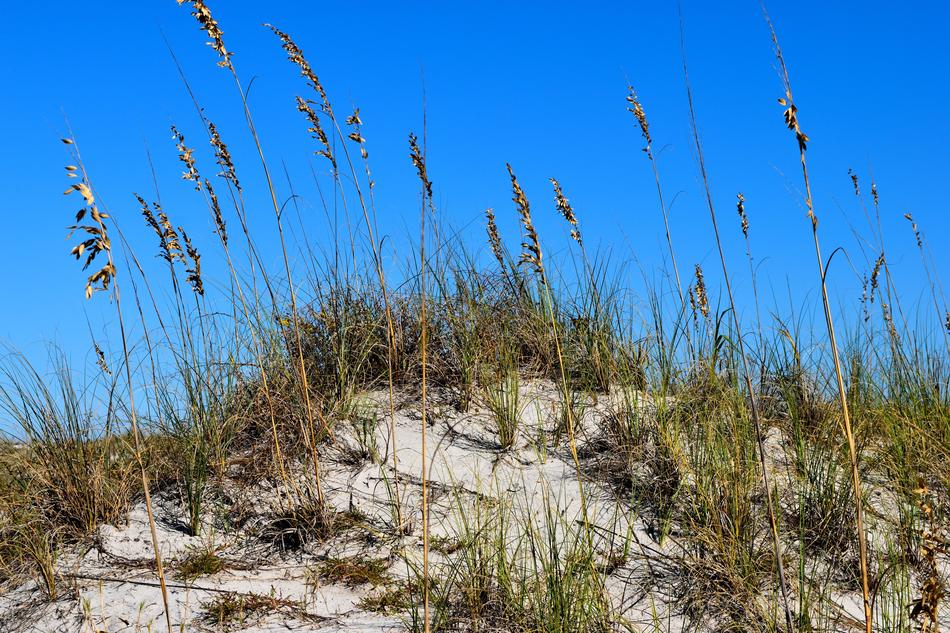 Sea Oats Sand Dune