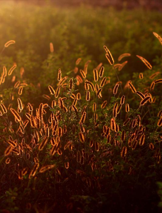 Beautiful and colorful plants in sunset