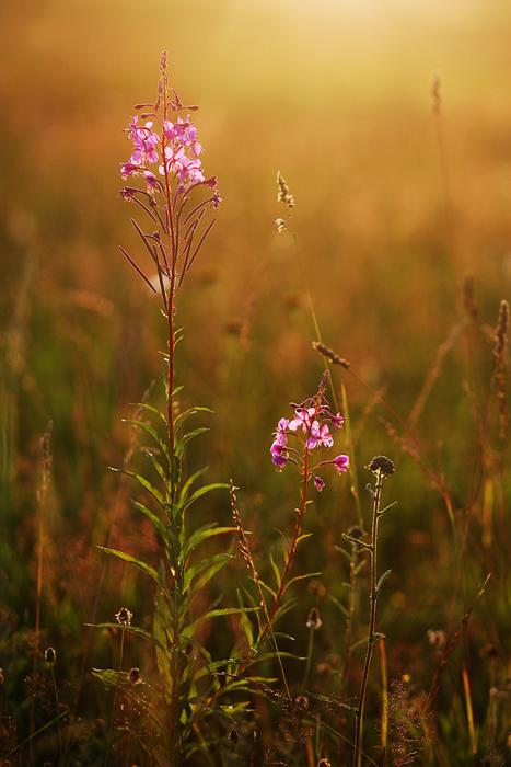 fog, pink flowers on the field