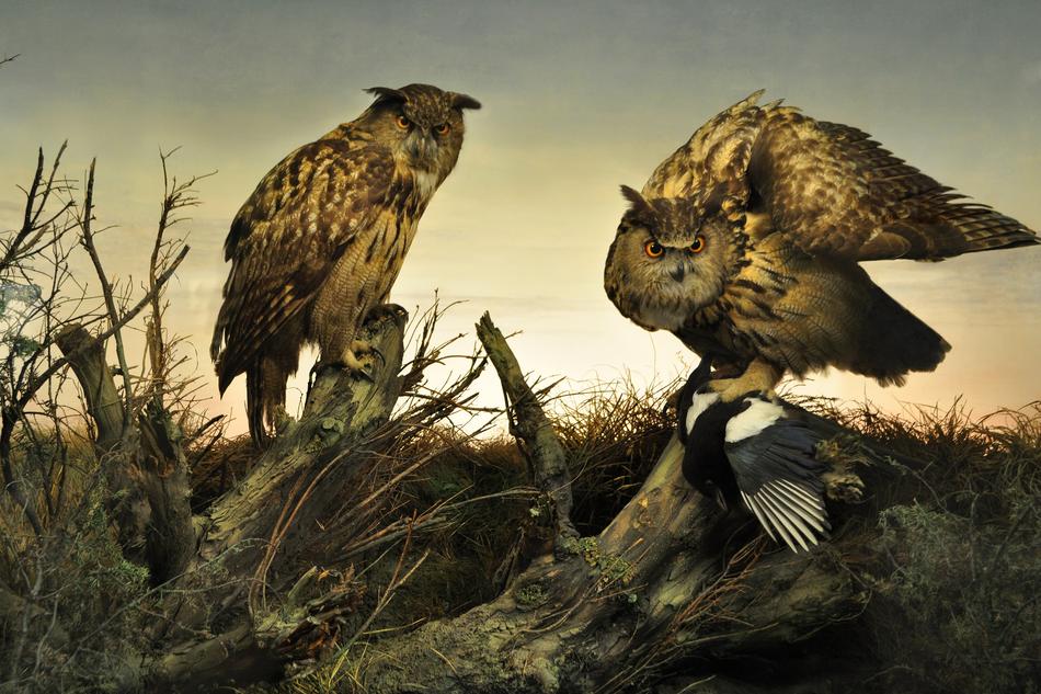 wild Owls Sunset