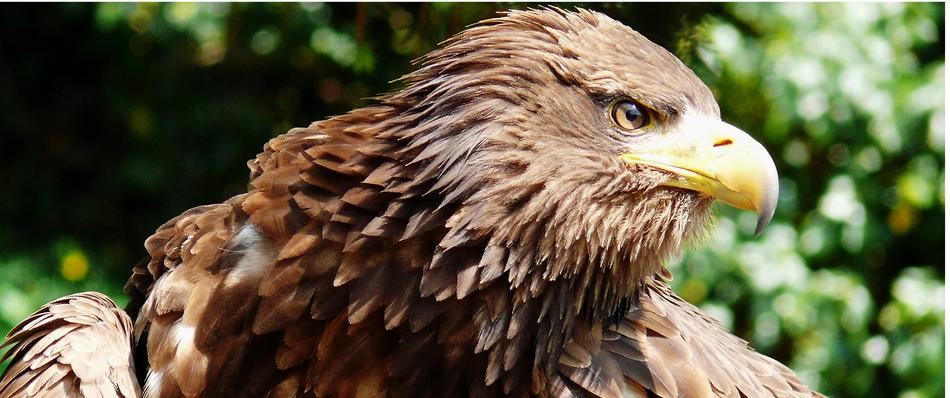 Portrait of the beautiful, brown and white European Sea Eagle, near the plants in light