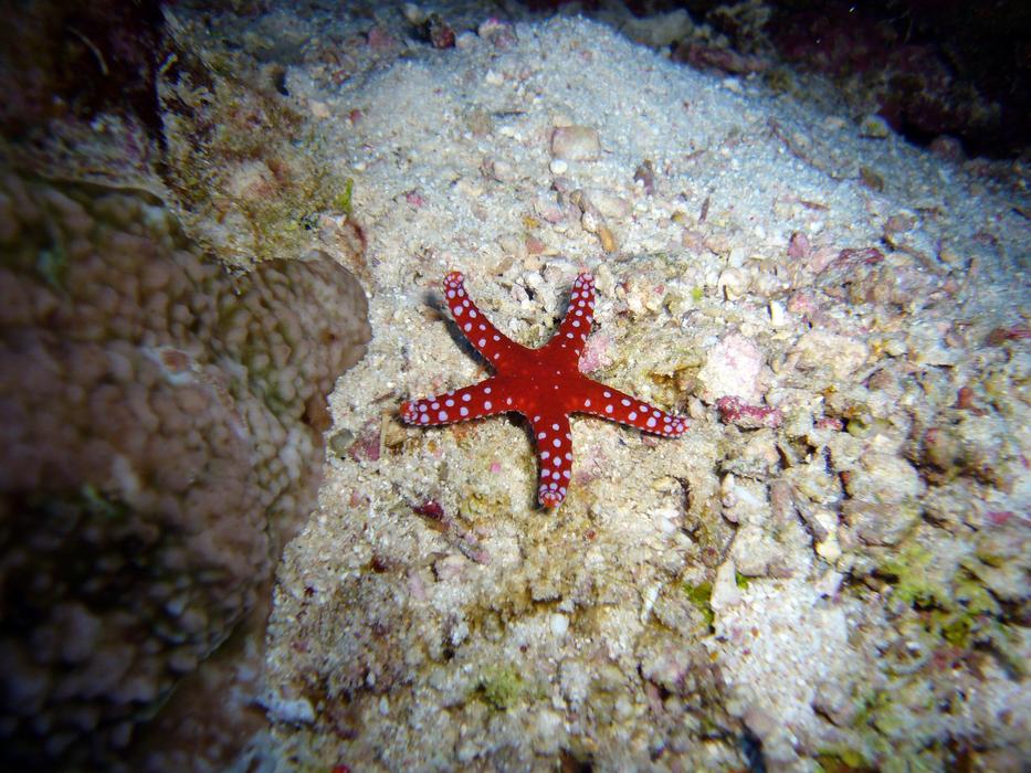 red starfish on the seabed
