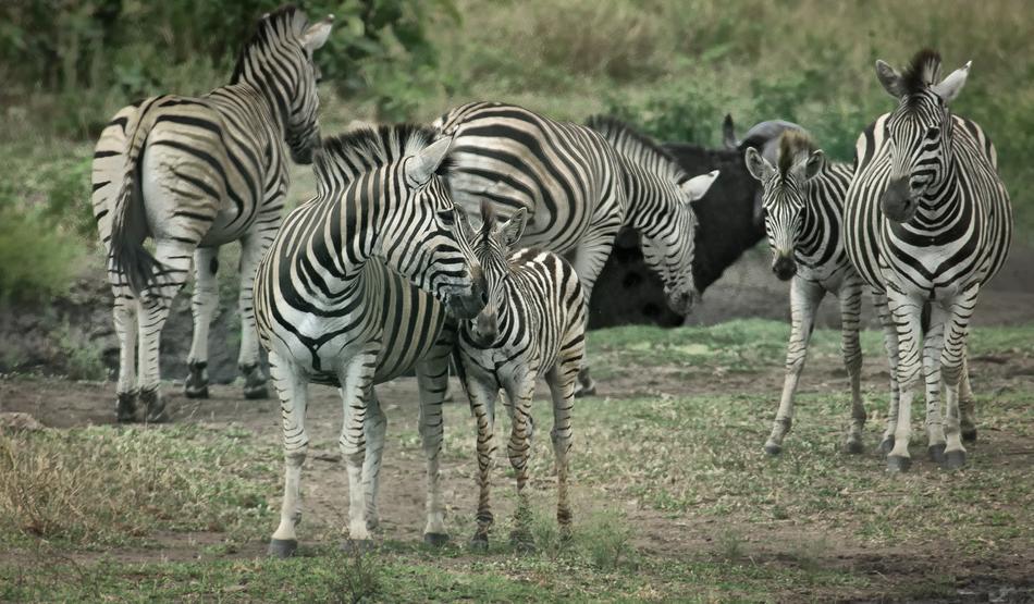 Zebras at Wildlife in Africa