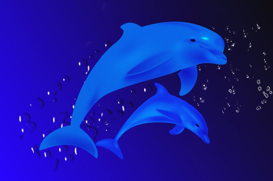 dolphin in sea life
