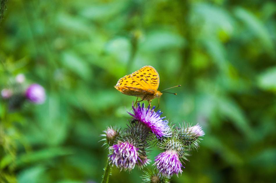 yellow butterfly in nature Bieszczady on blurred background
