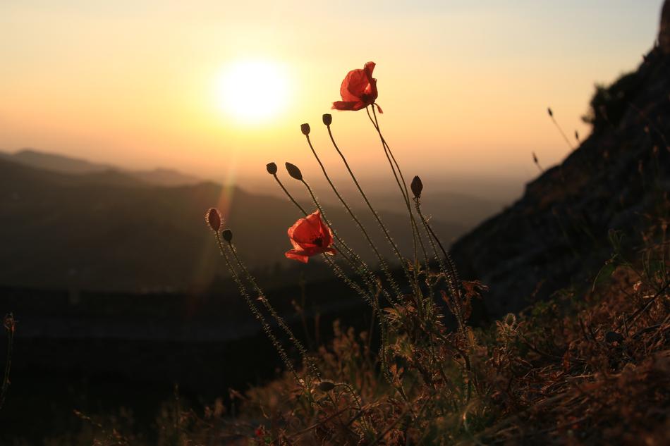 Marvão Portugal Poppy