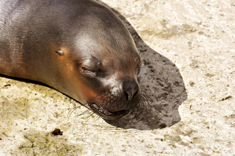 Seal Sea Lion Sleep