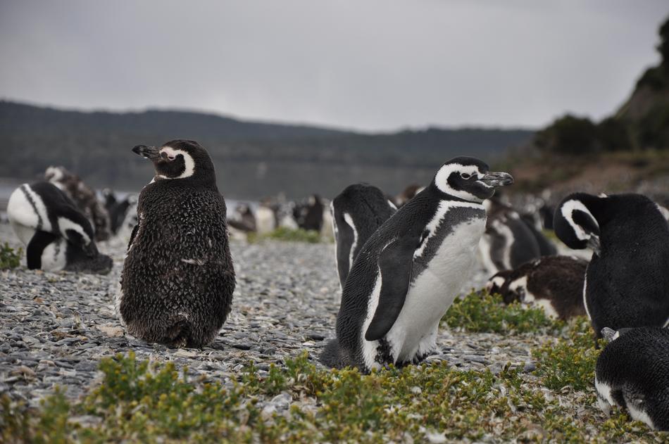Ushuaia Penguins in South America