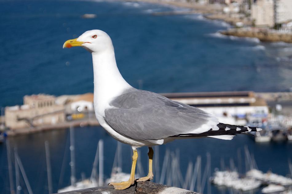 Seagull Gull Water
