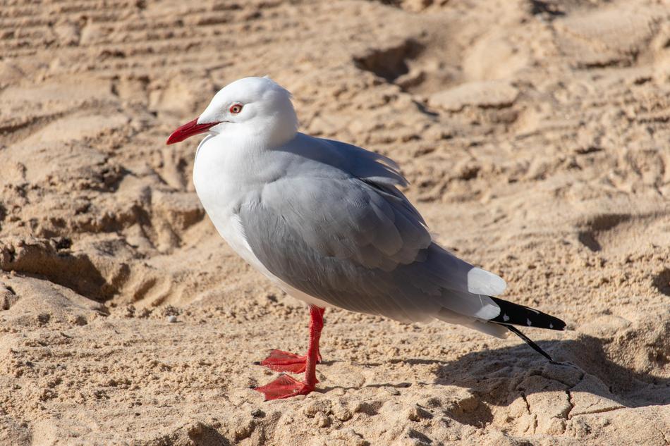 Seagull Bird Sand